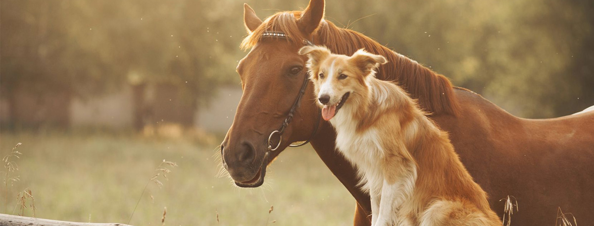 Hond met paard