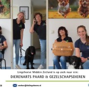 Vacature: Dierenarts Paard & Gezelschapsdieren